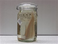 藏品(南洋羊舌鮃)的圖片